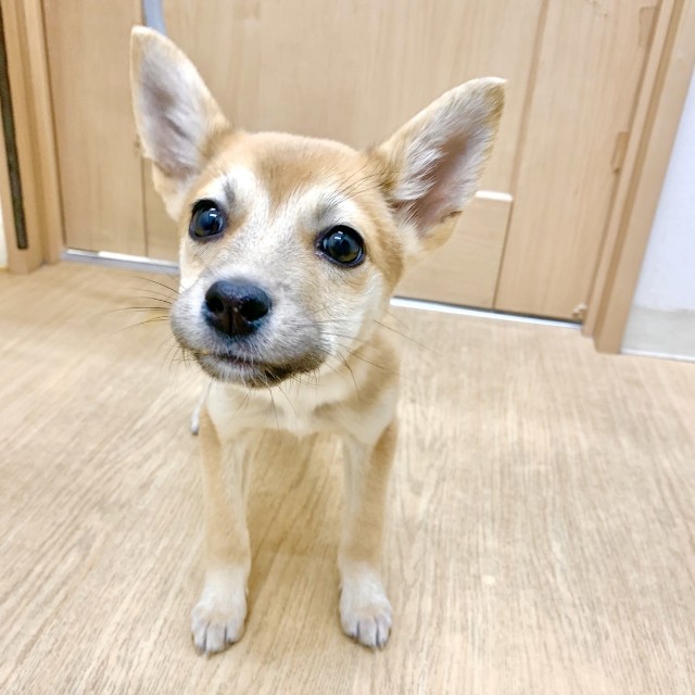 f:id:hiraryo0201:20191212222310j:image f:id:hiraryo0201:20191212222310j:image