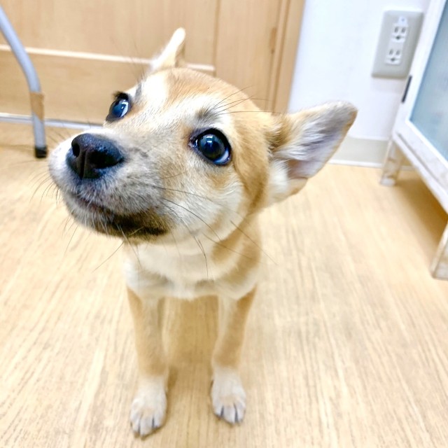 f:id:hiraryo0201:20191212222347j:image f:id:hiraryo0201:20191212222347j:image