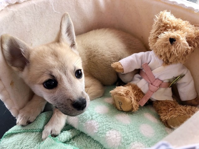 f:id:hiraryo0201:20191212222433j:image f:id:hiraryo0201:20191212222433j:image