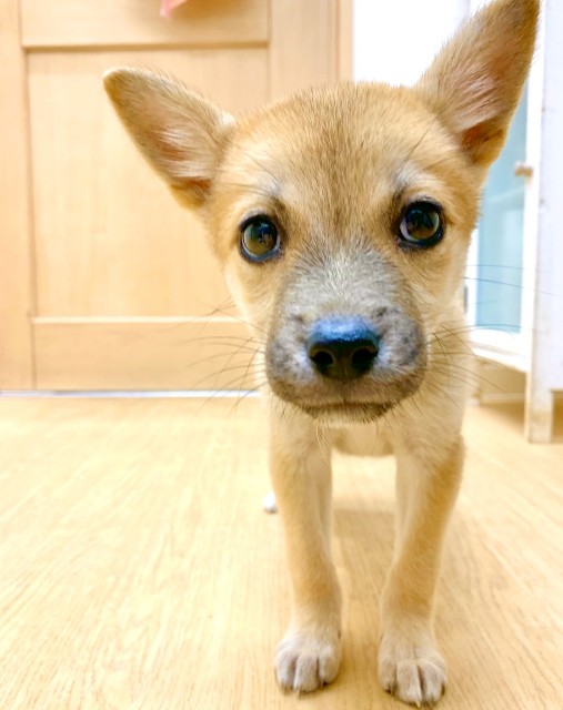 f:id:hiraryo0201:20191212222659j:image f:id:hiraryo0201:20191212222659j:image