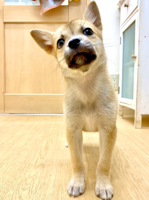 f:id:hiraryo0201:20191212222709j:image f:id:hiraryo0201:20191212222709j:image