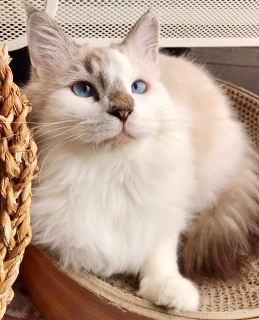 f:id:hiraryo0201:20191213003213j:image f:id:hiraryo0201:20191213003213j:image