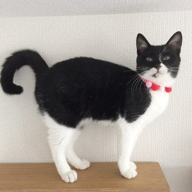 f:id:hiraryo0201:20191213111526j:image f:id:hiraryo0201:20191213111526j:image