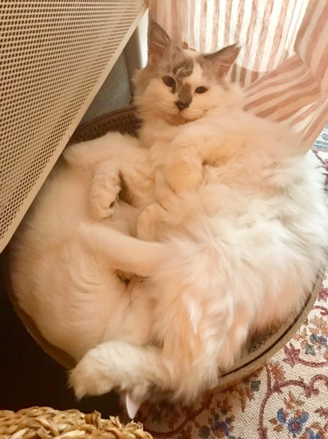 f:id:hiraryo0201:20191213111739j:image f:id:hiraryo0201:20191213111739j:image