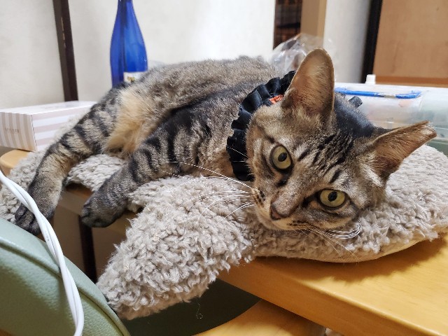 f:id:hiraryo0201:20191213150014j:image