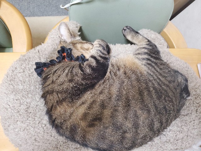 f:id:hiraryo0201:20191213150023j:image