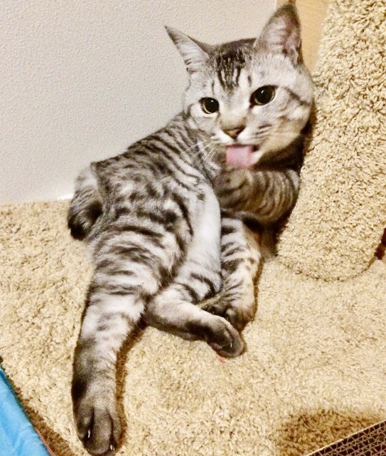 f:id:hiraryo0201:20191213184709j:image f:id:hiraryo0201:20191213184709j:image