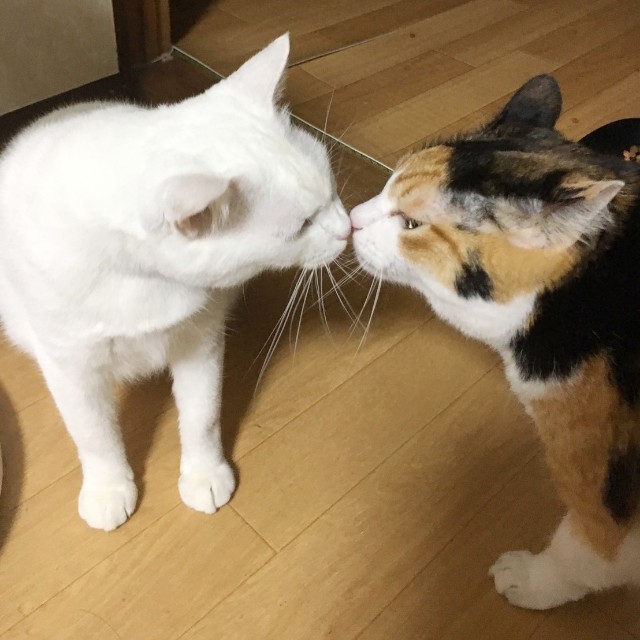 f:id:hiraryo0201:20191216080137j:image