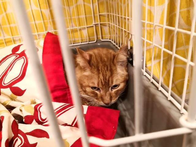 f:id:hiraryo0201:20191222200715j:image