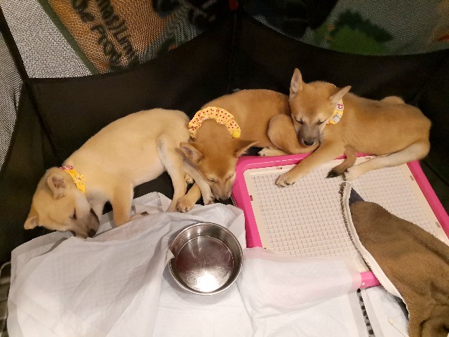 f:id:hiraryo0201:20191222204042j:image