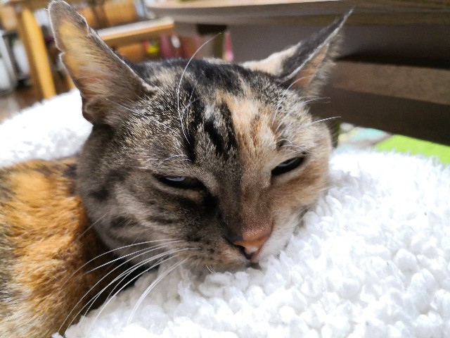 f:id:hiraryo0201:20191222214341j:plain