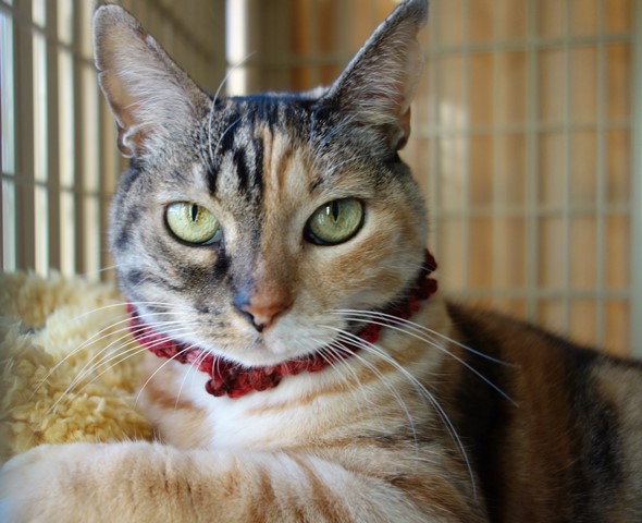 f:id:hiraryo0201:20191227203849j:plain