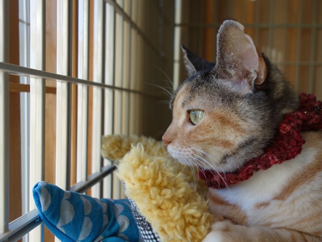 f:id:hiraryo0201:20191227203901j:plain