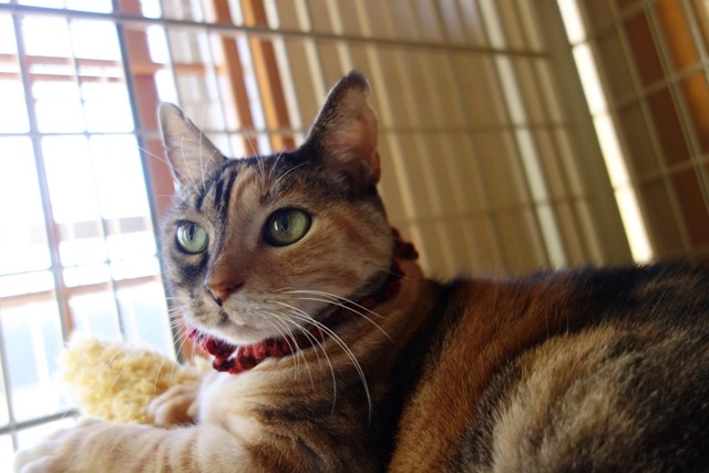 f:id:hiraryo0201:20191227203909j:plain