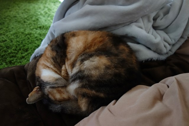 f:id:hiraryo0201:20191228005211j:plain f:id:hiraryo0201:20191228005211j:plain