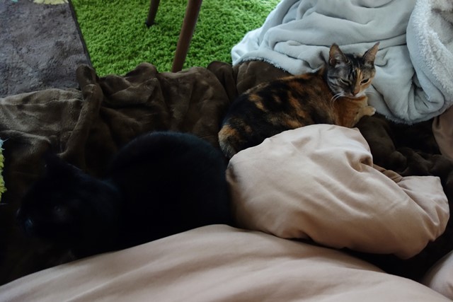 f:id:hiraryo0201:20191228005218j:plain f:id:hiraryo0201:20191228005218j:plain