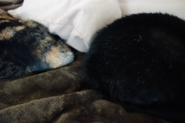 f:id:hiraryo0201:20191228005225j:plain f:id:hiraryo0201:20191228005225j:plain