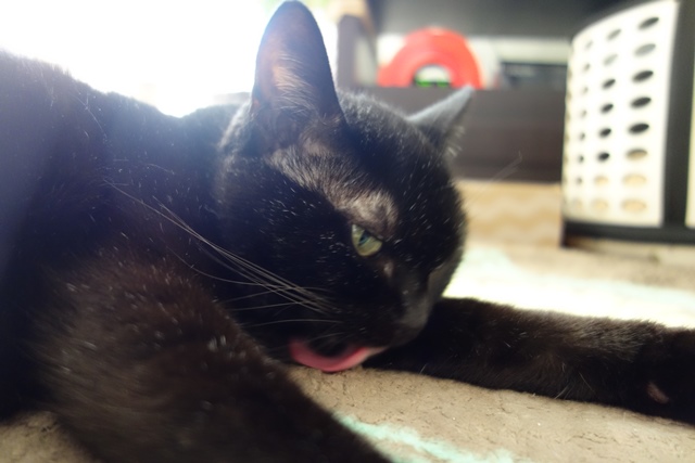 f:id:hiraryo0201:20191231142600j:plain f:id:hiraryo0201:20191231142600j:plain