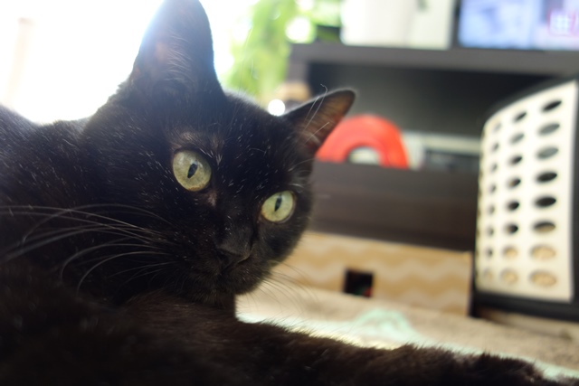 f:id:hiraryo0201:20191231142623j:plain f:id:hiraryo0201:20191231142623j:plain