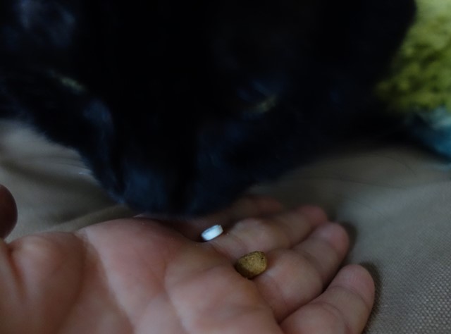 f:id:hiraryo0201:20191231142642j:plain f:id:hiraryo0201:20191231142642j:plain