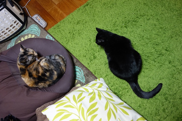 f:id:hiraryo0201:20191231142737j:plain f:id:hiraryo0201:20191231142737j:plain