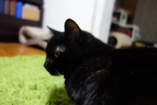 f:id:hiraryo0201:20191231142741j:plain f:id:hiraryo0201:20191231142741j:plain