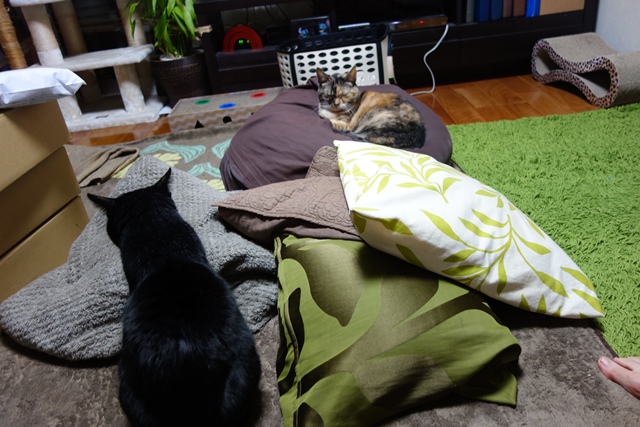 f:id:hiraryo0201:20191231142756j:plain f:id:hiraryo0201:20191231142756j:plain