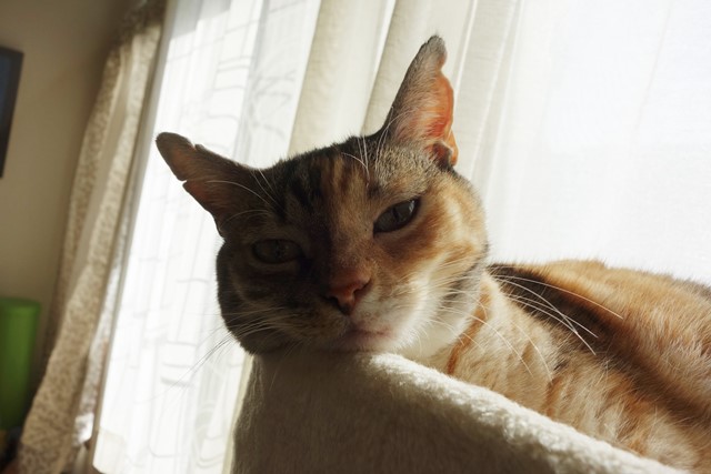 f:id:hiraryo0201:20191231143004j:plain f:id:hiraryo0201:20191231143004j:plain