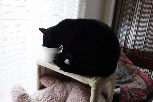 f:id:hiraryo0201:20191231143337j:plain f:id:hiraryo0201:20191231143337j:plain