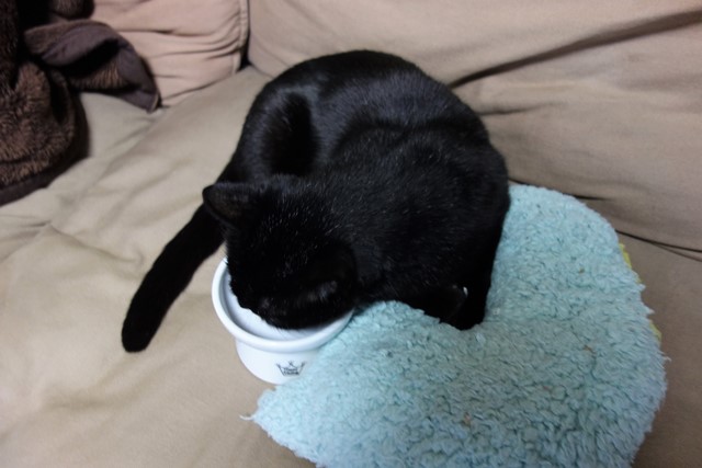 f:id:hiraryo0201:20191231143556j:plain f:id:hiraryo0201:20191231143556j:plain