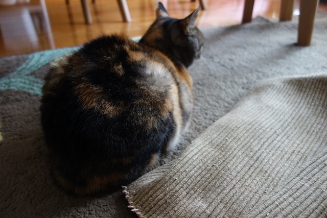 f:id:hiraryo0201:20191231143724j:plain f:id:hiraryo0201:20191231143724j:plain