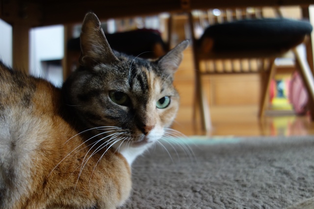 f:id:hiraryo0201:20191231143903j:plain f:id:hiraryo0201:20191231143903j:plain