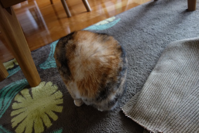 f:id:hiraryo0201:20191231143912j:plain f:id:hiraryo0201:20191231143912j:plain