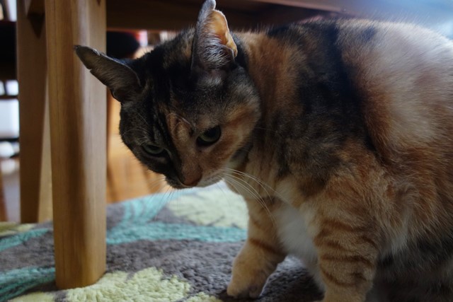 f:id:hiraryo0201:20191231143941j:plain f:id:hiraryo0201:20191231143941j:plain