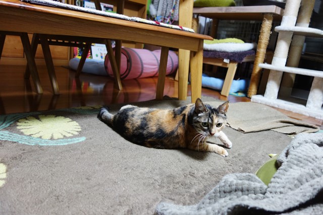 f:id:hiraryo0201:20191231144038j:plain f:id:hiraryo0201:20191231144038j:plain