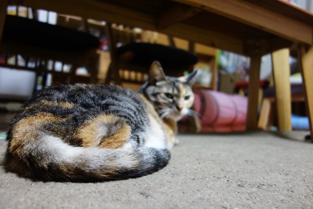 f:id:hiraryo0201:20191231144045j:plain f:id:hiraryo0201:20191231144045j:plain