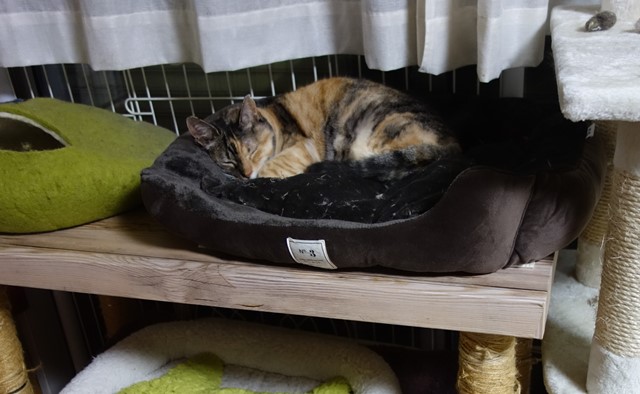 f:id:hiraryo0201:20191231144703j:plain