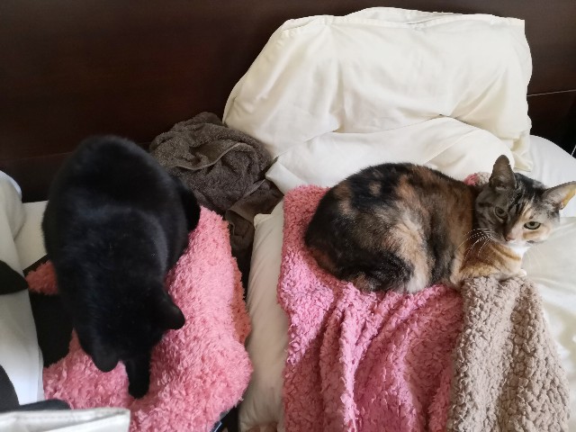 f:id:hiraryo0201:20200112193558j:image f:id:hiraryo0201:20200112193558j:image