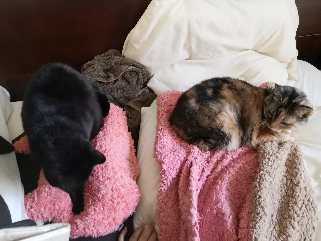 f:id:hiraryo0201:20200112193605j:image f:id:hiraryo0201:20200112193605j:image