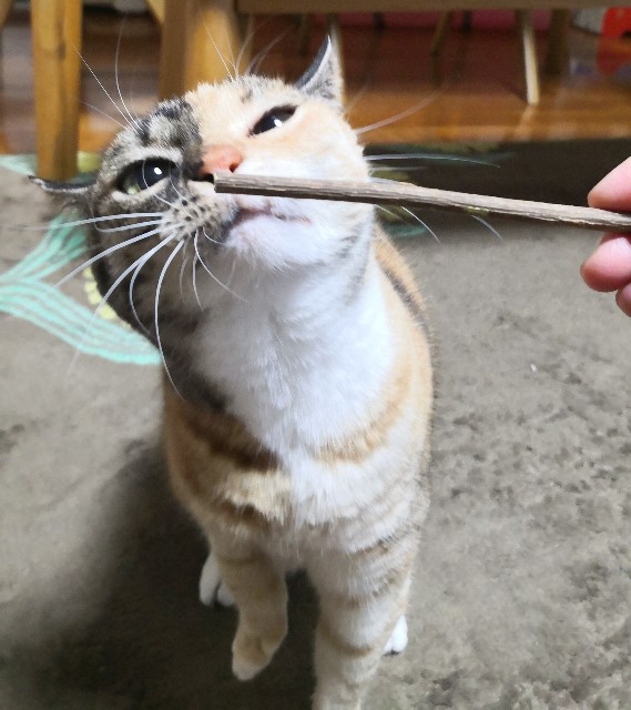 f:id:hiraryo0201:20200119012822j:image