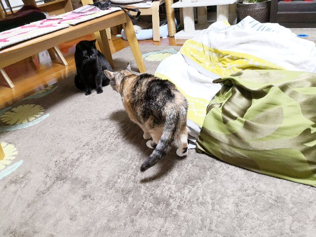 f:id:hiraryo0201:20200120140130j:plain f:id:hiraryo0201:20200120140130j:plain