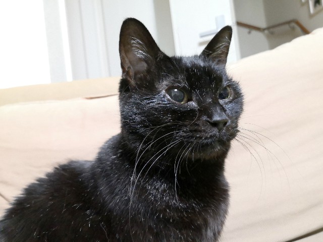 f:id:hiraryo0201:20200120140200j:plain f:id:hiraryo0201:20200120140200j:plain