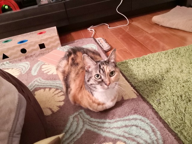 f:id:hiraryo0201:20200120140203j:plain f:id:hiraryo0201:20200120140203j:plain