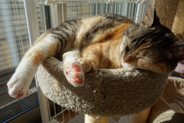 f:id:hiraryo0201:20200128225954j:plain