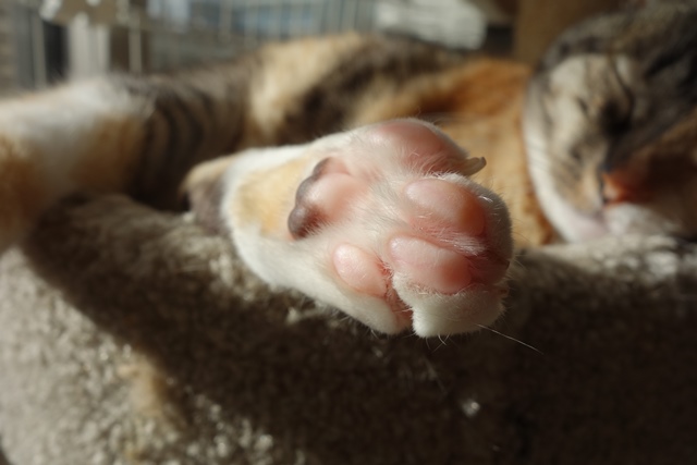 f:id:hiraryo0201:20200128230007j:plain