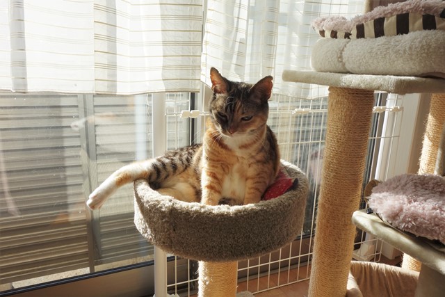 f:id:hiraryo0201:20200128230039j:plain