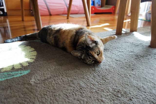 f:id:hiraryo0201:20200128230112j:plain f:id:hiraryo0201:20200128230112j:plain