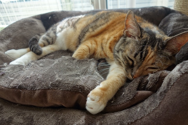 f:id:hiraryo0201:20200128230128j:plain f:id:hiraryo0201:20200128230128j:plain