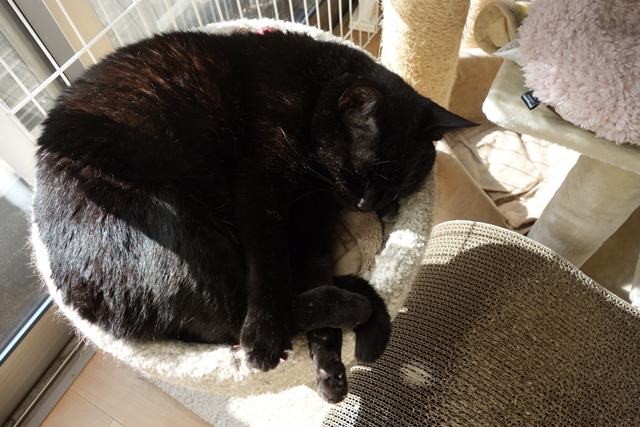 f:id:hiraryo0201:20200128230145j:plain f:id:hiraryo0201:20200128230145j:plain