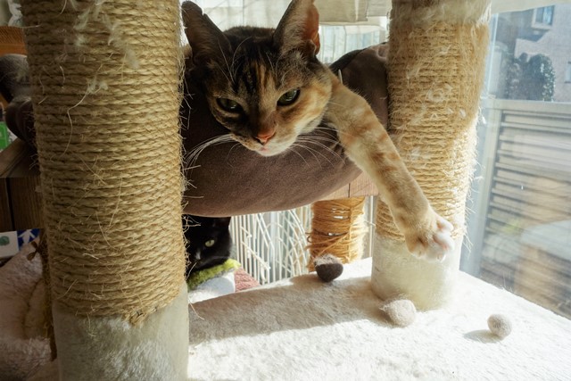 f:id:hiraryo0201:20200131000019j:plain f:id:hiraryo0201:20200131000019j:plain